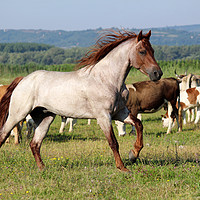 Buy canvas prints of stallion running across the field by goce risteski