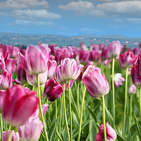 Buy canvas prints of spring tulip flower by goce risteski