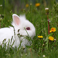 Buy canvas prints of cute white dwarf bunny by goce risteski