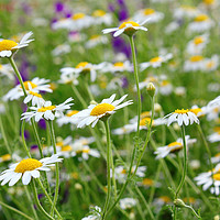 Buy canvas prints of chamomile field by goce risteski