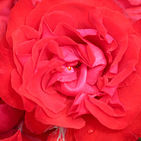 Buy canvas prints of red rose flower close up by goce risteski