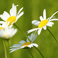 Buy canvas prints of white flowers spring scene by goce risteski