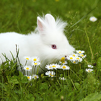 Buy canvas prints of white dwarf bunny standing in grass by goce risteski