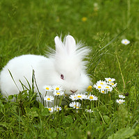 Buy canvas prints of white dwarf bunny pet by goce risteski