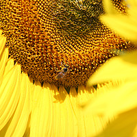 Buy canvas prints of sunflower and bee summer scene by goce risteski