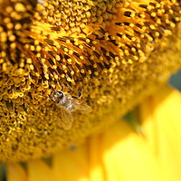 Buy canvas prints of bee on sunflower macro shot by goce risteski