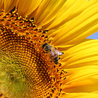 Buy canvas prints of bright yellow sunflower and bee by goce risteski