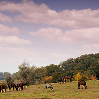 Buy canvas prints of horses in pasture autumn scene by goce risteski