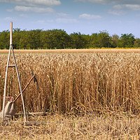 Buy canvas prints of wheat field with old wooden rake by goce risteski