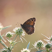 Buy canvas prints of butterfly morning nature scene by goce risteski