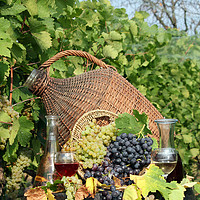 Buy canvas prints of vineyard grape and wine by goce risteski