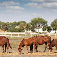 Buy canvas prints of brown horses farm scene by goce risteski