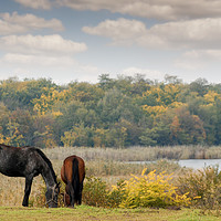 Buy canvas prints of horses on pasture autumn scene by goce risteski