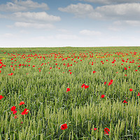 Buy canvas prints of field with green wheat and poppy flower by goce risteski