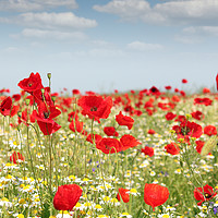 Buy canvas prints of poppy flowers field nature spring scene by goce risteski