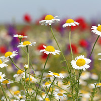 Buy canvas prints of wild flowers field nature spring scene by goce risteski