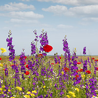 Buy canvas prints of spring wild flowers meadow by goce risteski