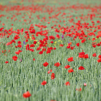 Buy canvas prints of green wheat and red poppy flowers field by goce risteski