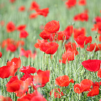 Buy canvas prints of green wheat and red poppy flowers by goce risteski