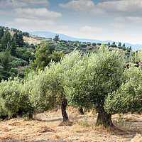 Buy canvas prints of olive trees hill by goce risteski