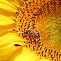 Buy canvas prints of bee on sunflower summer nature scene by goce risteski