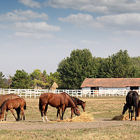 Buy canvas prints of horses in corral farm scene by goce risteski
