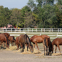 Buy canvas prints of herd of horses eat hay in corral by goce risteski
