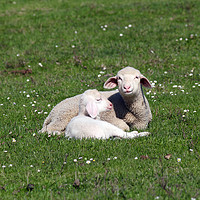 Buy canvas prints of lambs lying on pasture farm scene by goce risteski