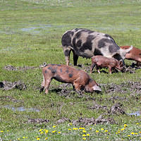 Buy canvas prints of pigs in a mud farm scene by goce risteski
