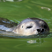 Buy canvas prints of seal swimming nature wildlife scene by goce risteski