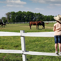 Buy canvas prints of child standing on the corral and watching horses by goce risteski
