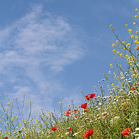 Buy canvas prints of wild flowers and blue sky meadow by goce risteski