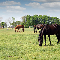 Buy canvas prints of herd of horses grazing ranch scene by goce risteski