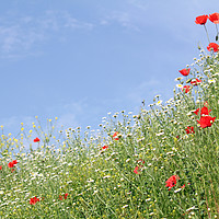 Buy canvas prints of meadow with wild flowers landscape by goce risteski