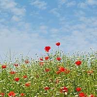 Buy canvas prints of wild flowers meadow and blue sky by goce risteski