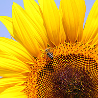 Buy canvas prints of bee on sunflower close up by goce risteski