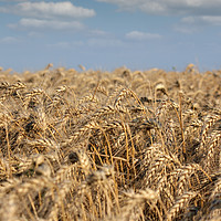 Buy canvas prints of golden wheat field and blue sky summer scene by goce risteski