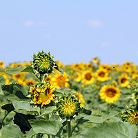 Buy canvas prints of sunflower field summer season landscape by goce risteski