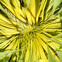 Buy canvas prints of sunflower close up nature background by goce risteski
