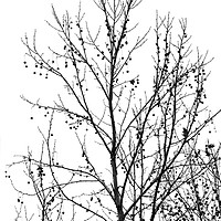 Buy canvas prints of black and white tree branches autumn by goce risteski
