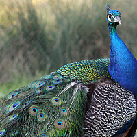 Buy canvas prints of beautiful peacock with colorful feathers by goce risteski