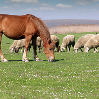 Buy canvas prints of farm animals horse and sheep by goce risteski