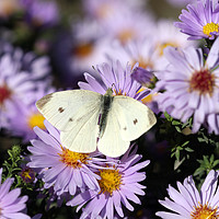 Buy canvas prints of butterfly on flower nature background  by goce risteski