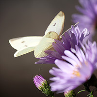 Buy canvas prints of butterfly on flower nature scene by goce risteski