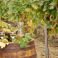 Buy canvas prints of white wine and grape on barrel in vineyard by goce risteski