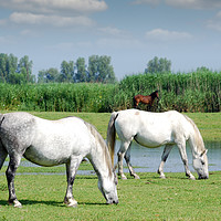 Buy canvas prints of white horses on pasture farm scene  by goce risteski