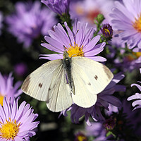 Buy canvas prints of white butterfly on flower macro by goce risteski