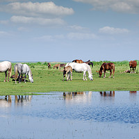 Buy canvas prints of herd of horses on pasture by river by goce risteski