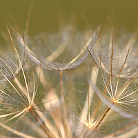 Buy canvas prints of dandelion close up nature background  by goce risteski