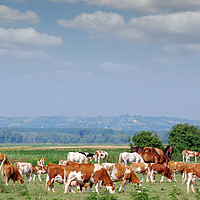 Buy canvas prints of herd of cows on pasture by goce risteski